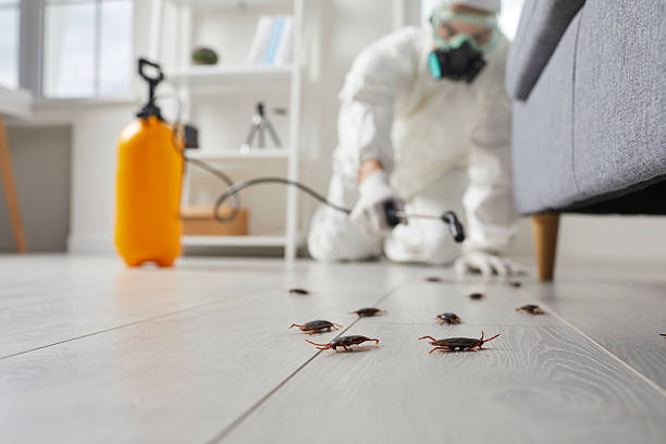 Post-Treatment Bed Bug Interceptor Monitoring in Harmony Grove